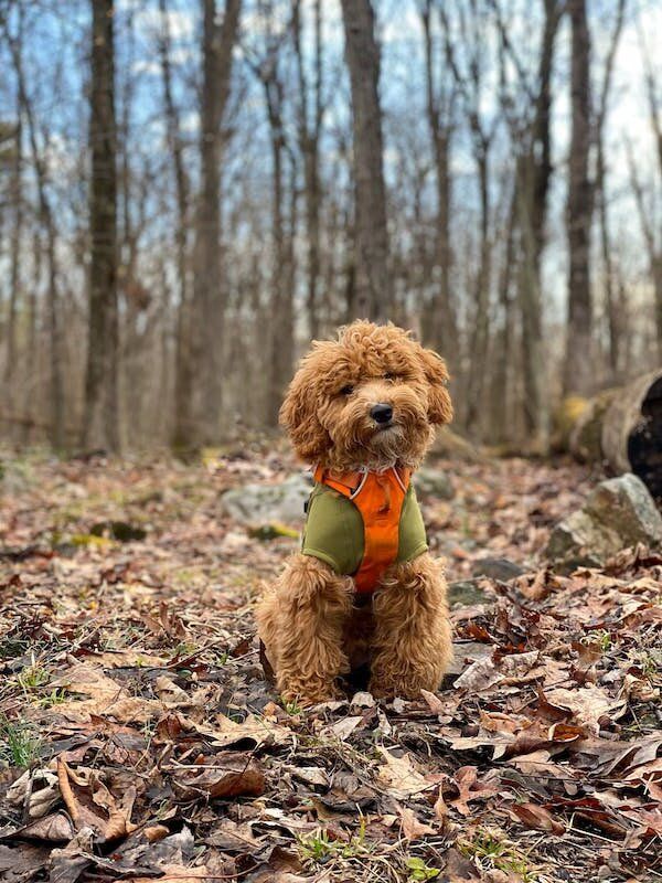 mini-goldendoodle.jpg