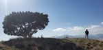 KGM Kenny Tree.jpg