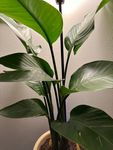 birdofparadise.jpeg