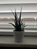 snake plant.jpg