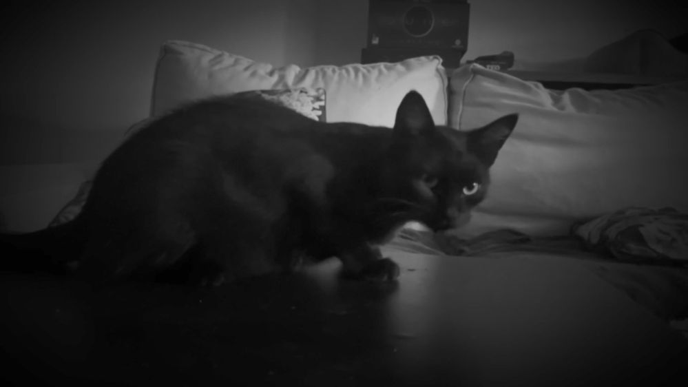 Apptoberfest v2 1.mp4_snapshot_00.14_[2023.10.01_10.45.47].jpg