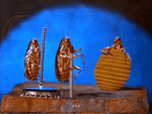 bugs-bug.gif