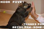 pawsome.jpg