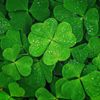 4leafclover.jpeg