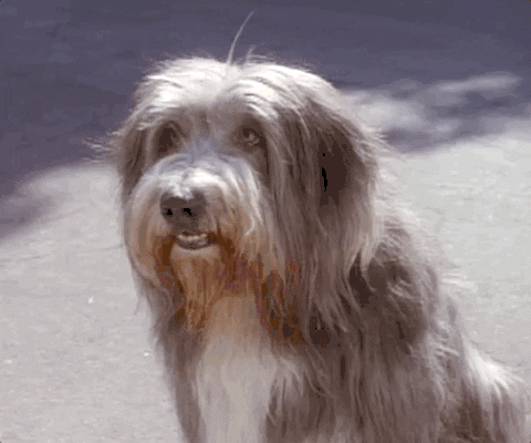 dog-gif.gif