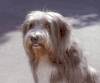dog-gif.gif