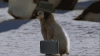 giphy