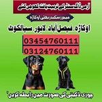 Public (army dog Center)