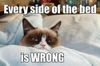 gumpy cat.jpg