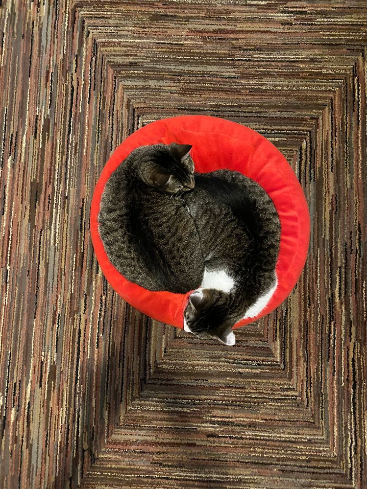 cats.JPEG