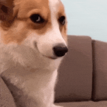 corgi-smirk.gif