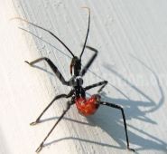 assassin bug30.jpg