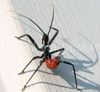 assassin bug30.jpg