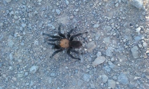 tarantula20.jpg