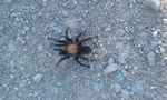 tarantula20.jpg