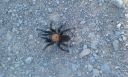 tarantula05.jpg