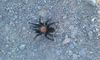 tarantula05.jpg