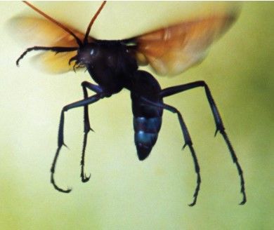 tarantula hawk wasp.jpg