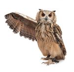 owl.jpg