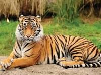 tiger.jpeg