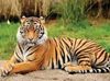 tiger.jpeg