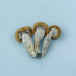 bluemeanies_blue-meanies_psilocybe-cubensis_psilocybecubensis_magicmushrooms_mushrooms_shrooms_psilocybin_psilocin_buyshrooms_shrooms__1010367.jpg_1.jpg