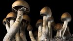 shrooms_wide-f11ac61fe1f14b86bde0a70b53845d4d047ac878.jpg