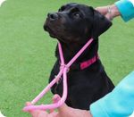 Public (Aly_s Puppy Boot Camp)