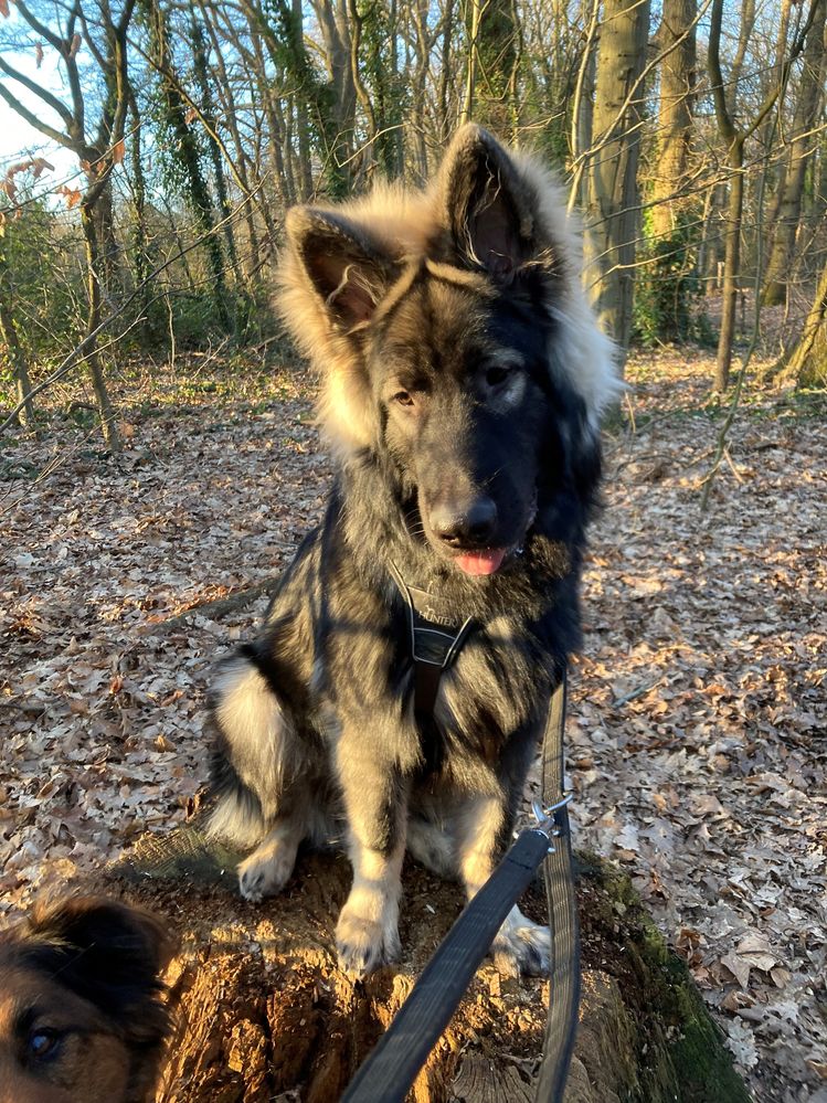 Torve Goud licht.jpg