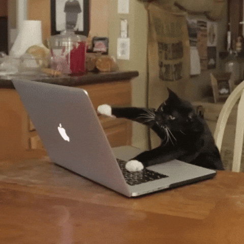 Cat Working GIF.gif