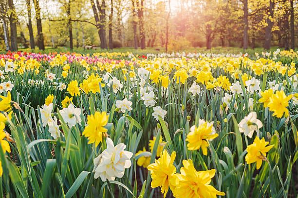 daffodils.jpg
