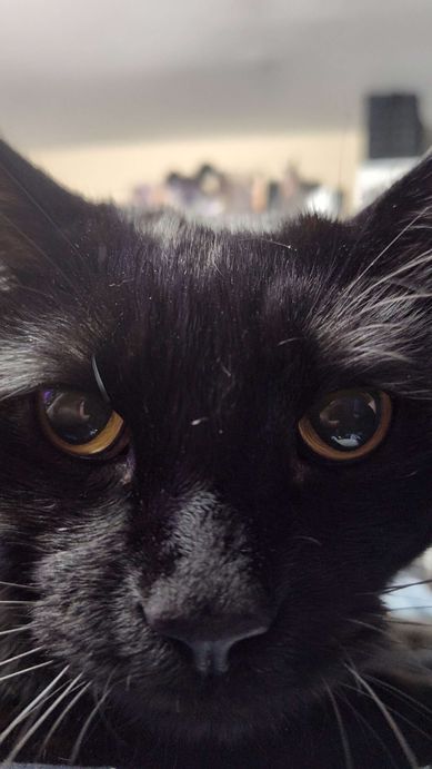 zeus-closeup.jpg
