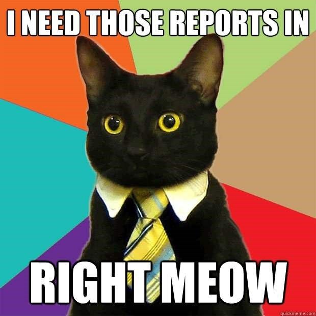 cat-need-those-reports-right-meow-quickmemecom (1).jpg