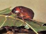 June-beetle