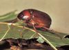 June-beetle