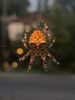 cat-faced_orb_weaver.jpg