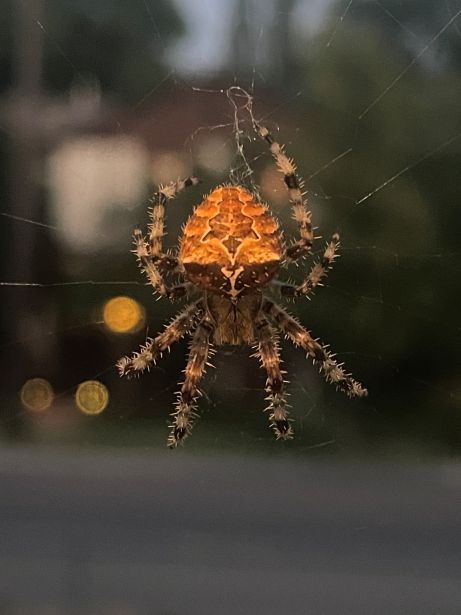 cat-faced_orb_weaver_30pct.jpg