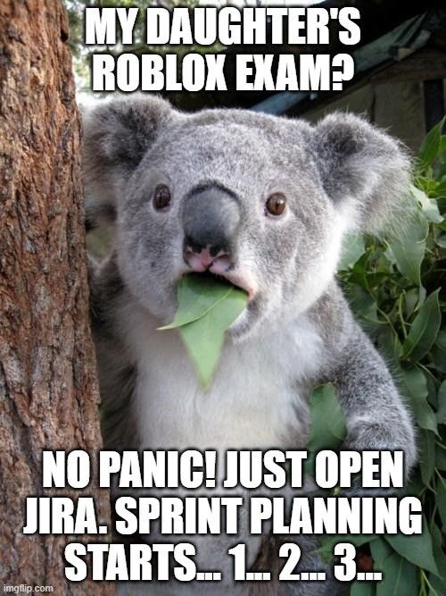 koala.jpg