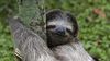 sloth-wallpaper-1.jpg