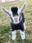 baby goat2.jpg