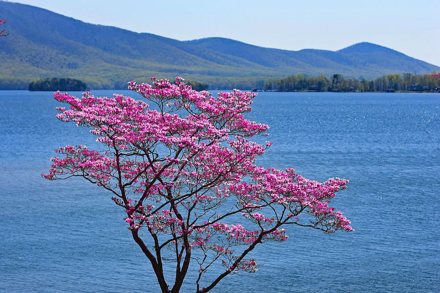 pink-dogwood-tree-smith-mountain-lake-virginia-the-james-roney-collection