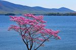 pink-dogwood-tree-smith-mountain-lake-virginia-the-james-roney-collection