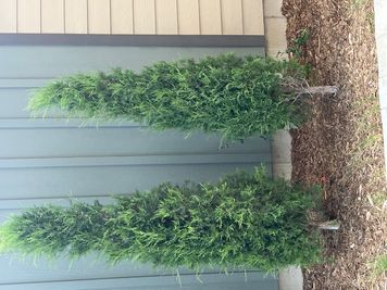 Junipers.jpg
