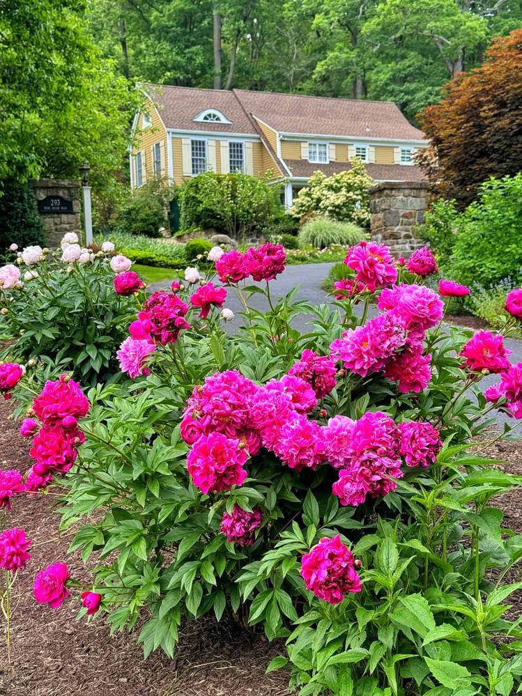 peony-garden.jpg