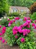 peony-garden.jpg