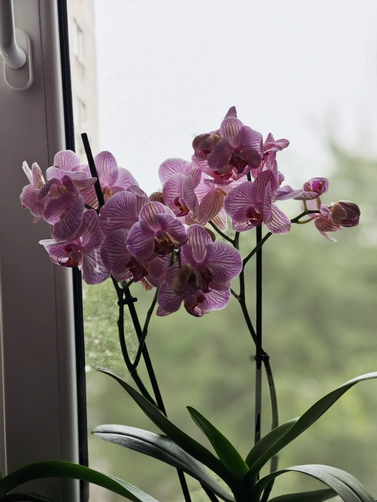 orchid.png