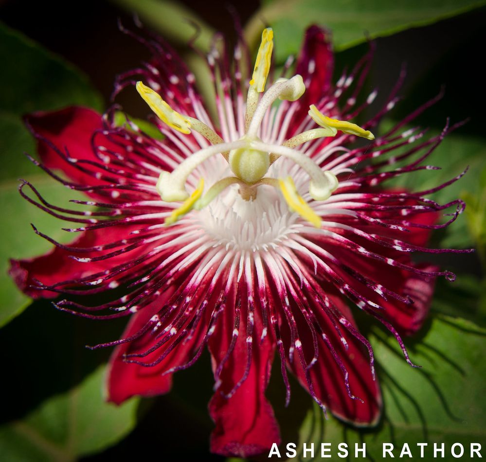 Pink Passion flower.jpg