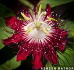 Pink Passion flower.jpg