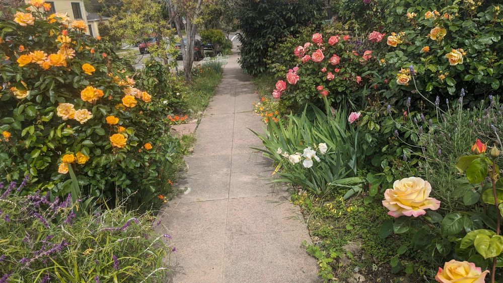 roses.jpg