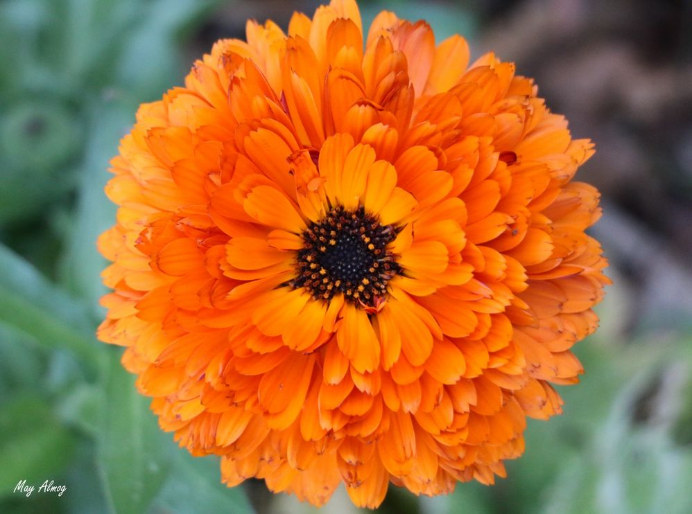 May Orange.jpg